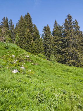Bulgaristan 'ın Vitosha Dağı' nın Muhteşem Bahar Panoraması