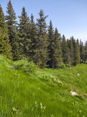 Bulgaristan 'ın Vitosha Dağı' nın Muhteşem Bahar Panoraması
