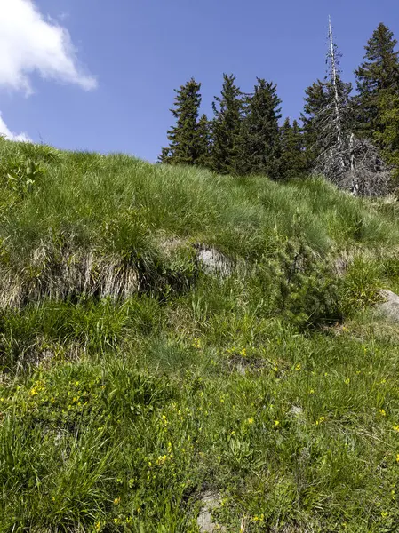 Bulgaristan 'ın Vitosha Dağı' nın Muhteşem Bahar Panoraması
