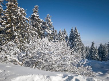 Bulgaristan 'ın Sofya Şehir Bölgesi, Vitosha Dağı' nın İnanılmaz Kış manzarası