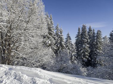 Bulgaristan 'ın Sofya Şehir Bölgesi, Vitosha Dağı' nın İnanılmaz Kış manzarası