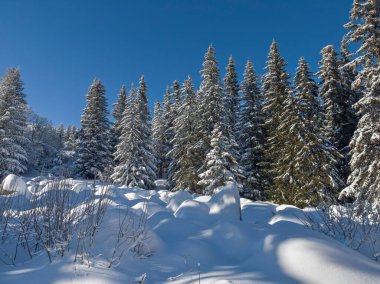 Bulgaristan 'ın Sofya Şehir Bölgesi, Vitosha Dağı' nın İnanılmaz Kış manzarası