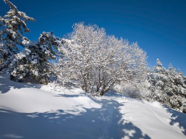 Bulgaristan 'ın Sofya Şehir Bölgesi, Vitosha Dağı' nın İnanılmaz Kış manzarası