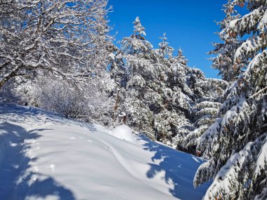 Bulgaristan 'ın Sofya Şehir Bölgesi, Vitosha Dağı' nın İnanılmaz Kış manzarası