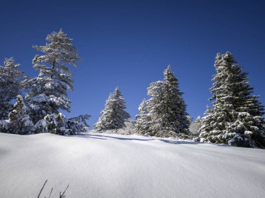 Bulgaristan 'ın Sofya Şehir Bölgesi, Vitosha Dağı' nın İnanılmaz Kış manzarası