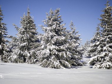 Bulgaristan 'ın Sofya Şehir Bölgesi, Vitosha Dağı' nın İnanılmaz Kış manzarası