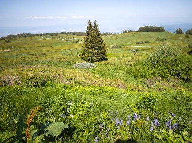 Bulgaristan 'ın Vitosha Dağı' nın Muhteşem Bahar Panoraması