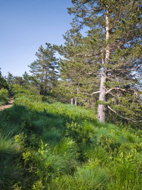 Bulgaristan 'ın Vitosha Dağı' nın Muhteşem Bahar Panoraması