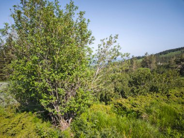 Bulgaristan 'ın Vitosha Dağı' nın Muhteşem Bahar Panoraması