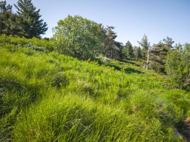 Bulgaristan 'ın Vitosha Dağı' nın Muhteşem Bahar Panoraması