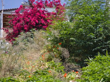 Skiathos Town, Sporades, Thessaly, Yunanistan 'ın inanılmaz kıyı şeridi manzarası