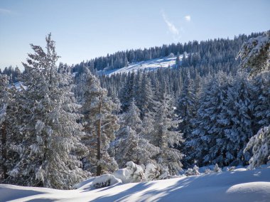Bulgaristan 'ın Sofya Şehir Bölgesi, Vitosha Dağı' nın İnanılmaz Kış manzarası