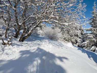 Bulgaristan 'ın Sofya Şehir Bölgesi, Vitosha Dağı' nın İnanılmaz Kış manzarası