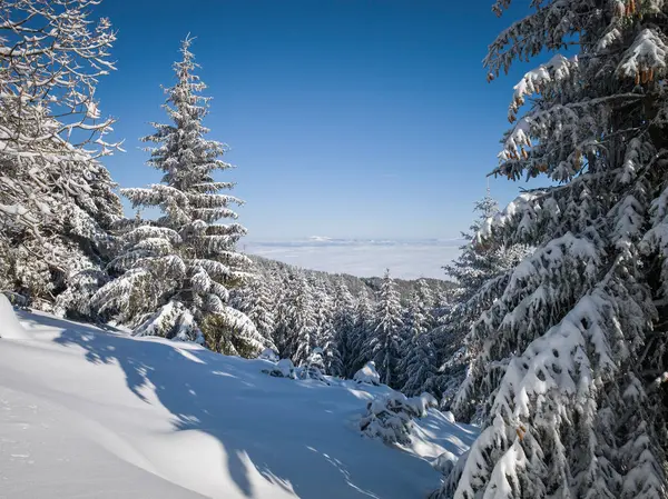Bulgaristan 'ın Sofya Şehir Bölgesi, Vitosha Dağı' nın İnanılmaz Kış manzarası