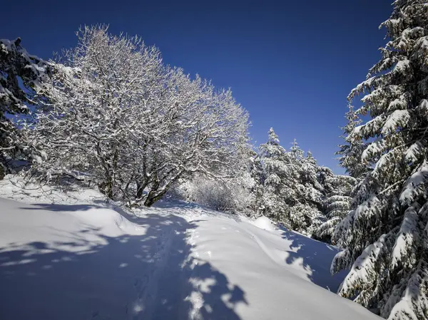 Bulgaristan 'ın Sofya Şehir Bölgesi, Vitosha Dağı' nın İnanılmaz Kış manzarası