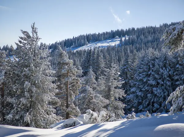 Bulgaristan 'ın Sofya Şehir Bölgesi, Vitosha Dağı' nın İnanılmaz Kış manzarası