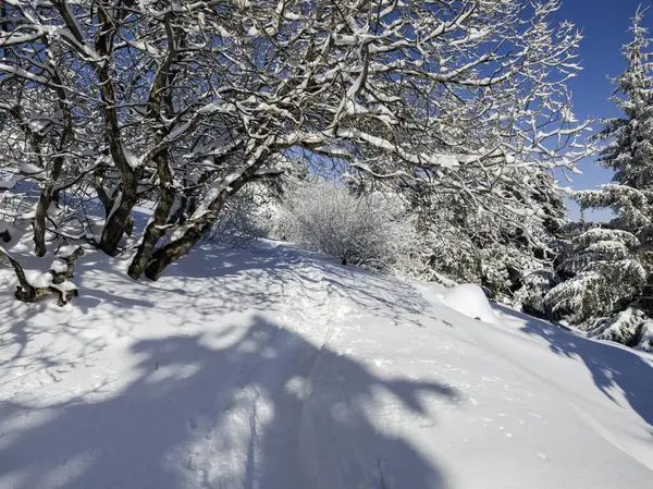 Bulgaristan 'ın Sofya Şehir Bölgesi, Vitosha Dağı' nın İnanılmaz Kış manzarası