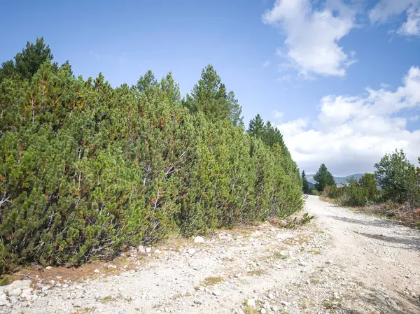 Bulgaristan 'ın Granchar Gölü yakınlarındaki Rila Dağı' nın İnanılmaz Yaz Manzarası