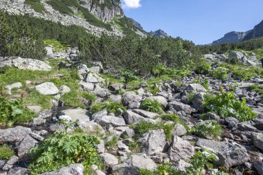 Amazing Summer landscape of Rila Mountain near Malyovitsa peak, Bulgaria