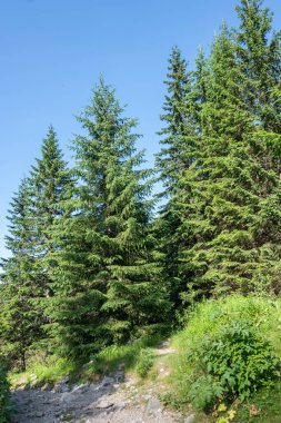 Amazing Summer landscape of Rila Mountain near Malyovitsa peak, Bulgaria