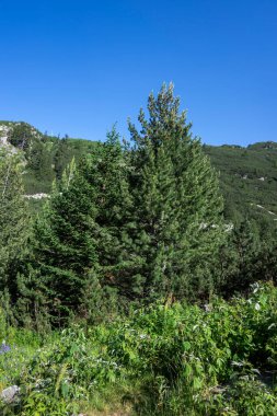 Amazing Summer landscape of Rila Mountain near Malyovitsa peak, Bulgaria