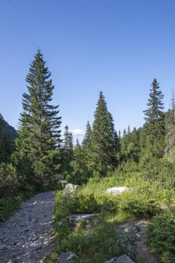 Amazing Summer landscape of Rila Mountain near Malyovitsa peak, Bulgaria