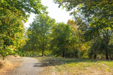 Bulgaristan 'ın Sofya kentindeki South Park' ın Muhteşem Sonbahar Manzarası