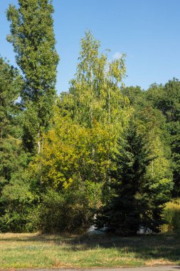 Bulgaristan 'ın Sofya kentindeki South Park' ın Muhteşem Sonbahar Manzarası