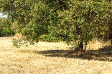 Bulgaristan 'ın Sofya kentindeki South Park' ın Muhteşem Sonbahar Manzarası