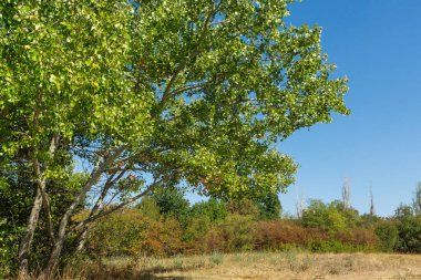 Bulgaristan 'ın Sofya kentindeki South Park' ın Muhteşem Sonbahar Manzarası