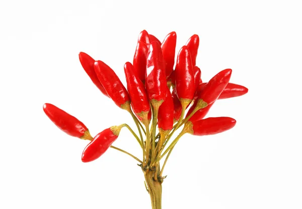Stelletje Kleine Rode Chili Paprika Witte Achtergrond Stockfoto