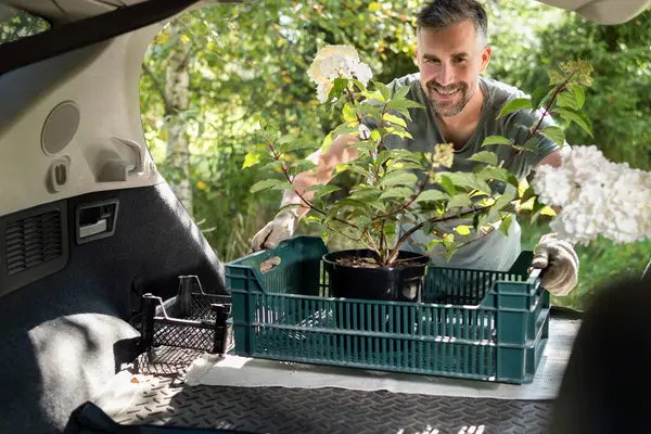 Szczęśliwy Człowiek Ładuje Rośliny Kwitnące Bagażnika Samochodowego Pokazując Aktywność Ogrodniczą Zdjęcia Stockowe bez tantiem