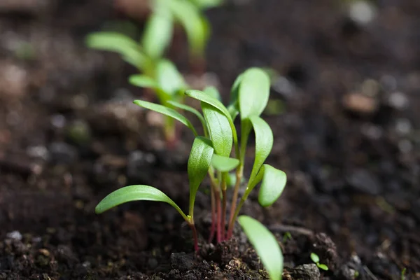 Young Swiss chard or mangold seedlings or sprouts in row in black soil (Very Shallow Depth of Field, Focus on parts of some leaves in the front)