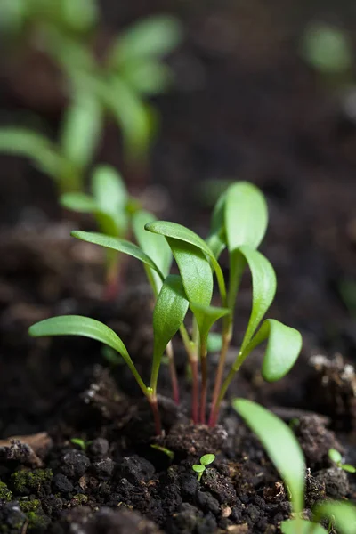 Young Swiss chard or mangold seedlings or sprouts in black soil (Very Shallow Depth of Field, Focus on parts of some leaves one third into the image)