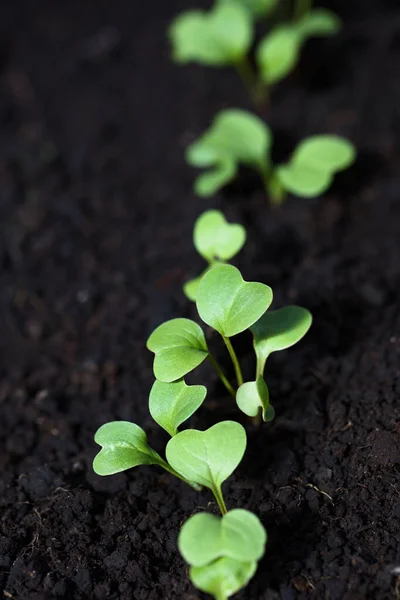 Young Radish Seedlings Sprouts Black Soil Selective Focus Focus Diagonally Imagen de stock