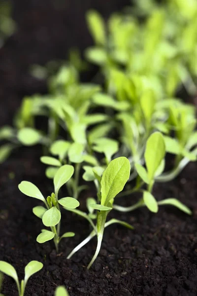 Young Leaf Lettuce Seedlings Growing Black Soil Very Shallow Depth Stock Kép