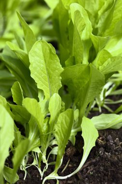 Siyah toprakta büyüyen taze yaprak marulu (Seçici Odaklanma)