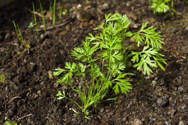 Sırayla büyüyen genç havuç bitkileri (Seçici Odaklanma)