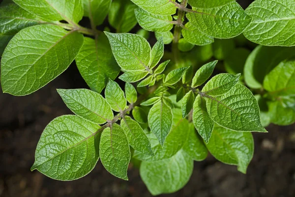 Leaves Young Potato Plants Lat Solanum Tuberosum Black Soil Photographed — Stock Photo, Image