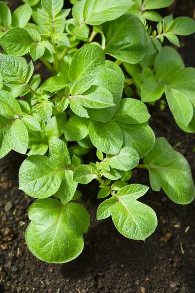Blad Unga Potatisväxter Lat Solanum Tuberosum Svart Jord Selektivt Fokus — Stockfoto