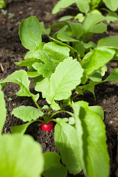 Young Radish Plants Growing Row Selective Focus Focus Red Radish — Stock Photo, Image