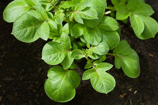 Blad Unga Potatisväxter Lat Solanum Tuberosum Svart Jord Selektivt Fokus Stockbild
