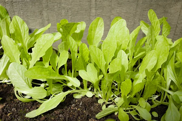 Young Leaf Lettuce Growing Row Black Soil Selective Focus Stock Photo