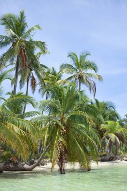 San Blas 'ta (Kuna Yala) hindistan cevizi palmiyeli kumsal grubu Panama' nın Karayipler kıyısı boyunca uzanır.