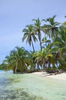 San Blas 'ta (Kuna Yala) hindistan cevizi palmiyeli kumsal grubu Panama' nın Karayipler kıyısı boyunca uzanır.