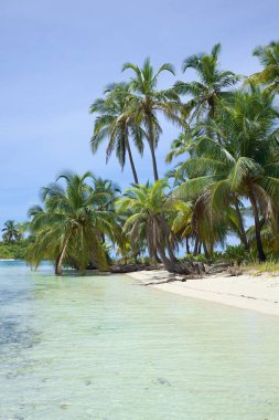 San Blas 'ta (Kuna Yala) hindistan cevizi palmiyeli kumsal grubu Panama' nın Karayipler kıyısı boyunca uzanır.