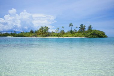 Mangrovlar ve hindistan cevizi palmiyeleri Panama 'nın Karayip kıyısındaki San Blas takımadalarında bir adada.
