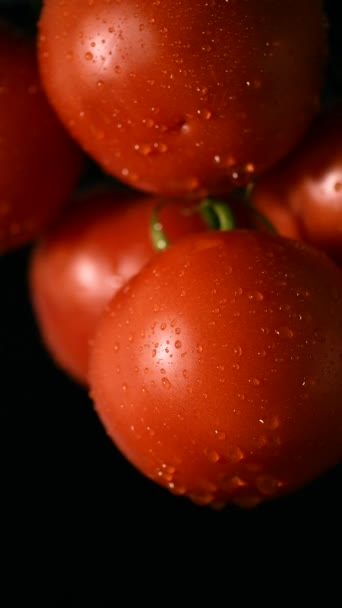 Plamy Wody Spadają Świeże Czerwone Dojrzałe Pomidory Czarnym Tle Zbliżenie — Wideo stockowe