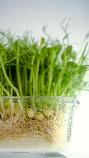 Varză Semințe Mazăre Într Recipient Sticlă Roua Eco Vegan Sănătos — Videoclip de stoc