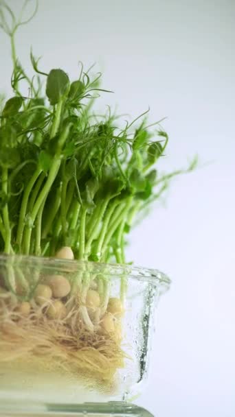 エンドウ豆の種子をガラス容器に入れ デューに入れました エコビーガン健康的なライフスタイルバイオバナー 緑の自然な質の背景 クローズアップ 左から右へ ライトバック — ストック動画